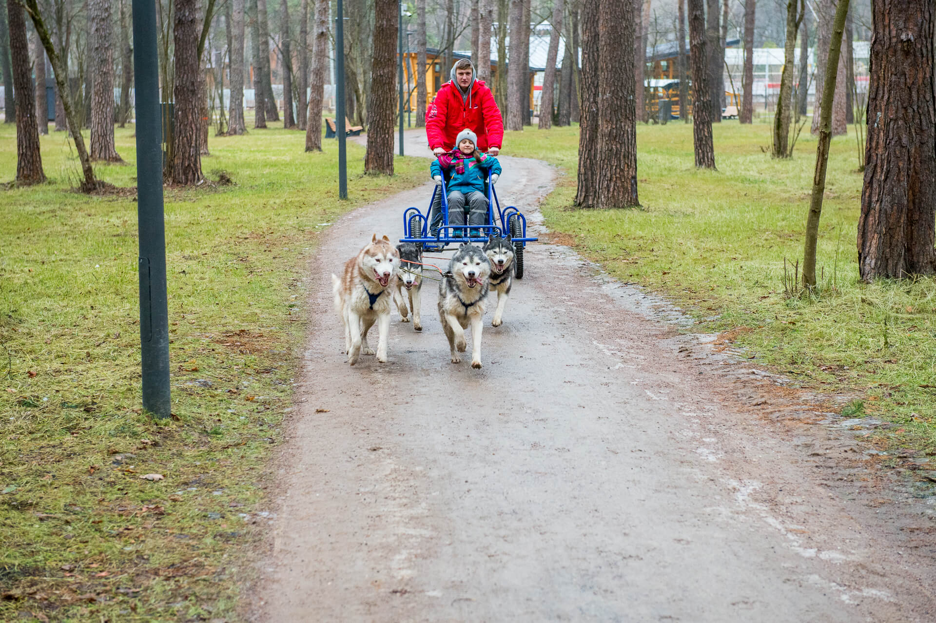 Катание на собачьих упряжках Хасках. Знакомства с Хаски в HaskiPark в  Новосибирске